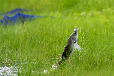 Fishing in the meadow. Fish caught in the water.の写真素材