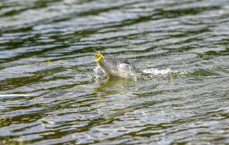 Fisherman caught a fish in the river. Shallow depth of fieldの写真素材