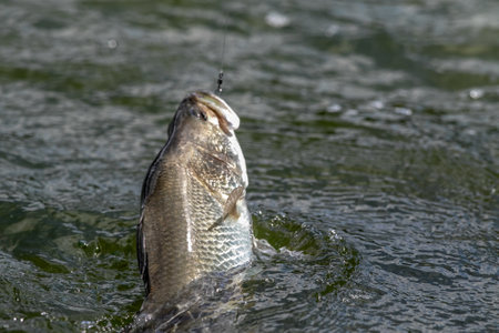 Lure fishing for Asian sea bass or Barramundiの写真素材