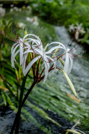 water onion flower is an umbel of large, showy blossoms above the waterline.の写真素材