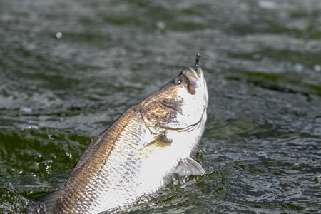 Close-up of a freshly  Giant Sea Perch in a lake.の写真素材