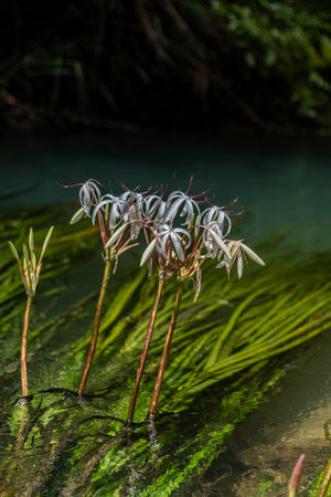 water onion flower is an umbel of large, showy blossoms above the waterline.の写真素材