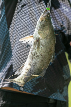 Fisherman holding a big fish on a hook in the riverの写真素材