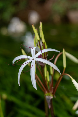 White flower in the garden with green background. (Scientific name Spider Lily)の写真素材