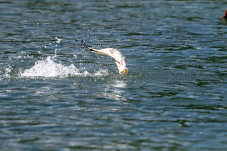 Flying seagull on the lake in summer day. Close-upの写真素材