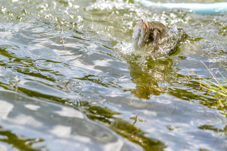 Lure fishing for Asian sea bass or Barramundiの写真素材