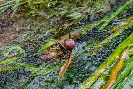 Horseshoe crab in the rainforest of Borneo.の写真素材