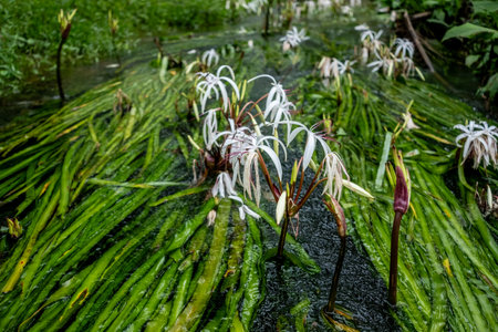 Crinum lanceolatum (Lanceolata)の写真素材