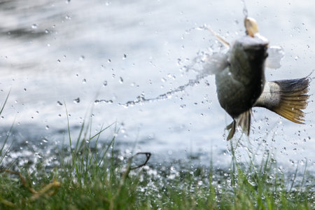 Lure fishing for Asian sea bass or Barramundiの写真素材