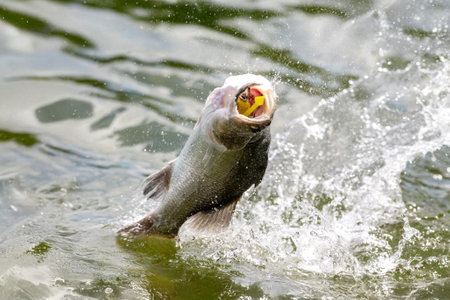 Fishing trophy in the mouth of a wild river trout. Close-upの写真素材