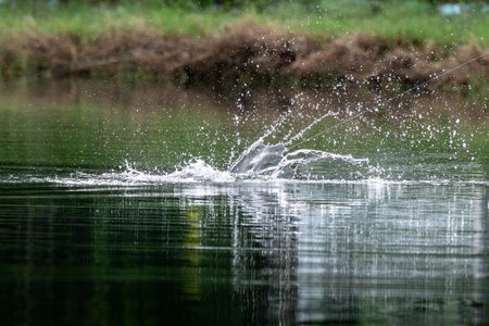Water splashes on the lake, closeup of photo with shallow depth of fieldの写真素材