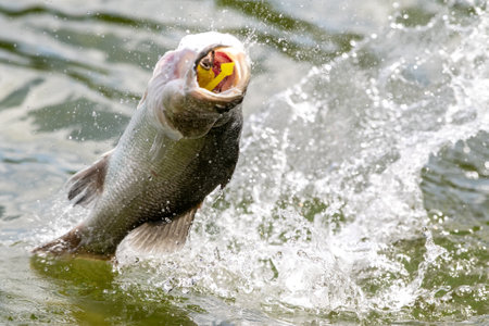 Lure fishing for Asian sea bass or Barramundiの写真素材
