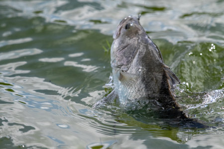 Lure fishing for Asian sea bass or Barramundiの写真素材