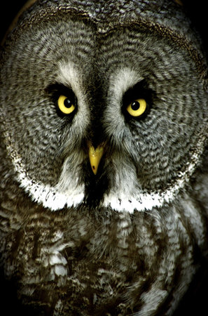 Great Grey Owlの写真素材