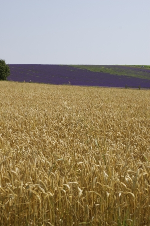 Wheat  barley grains in the foreground with a stripe of deep purple lavender field against a white sky with copy space の写真素材