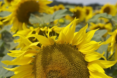 Sunflowersの写真素材