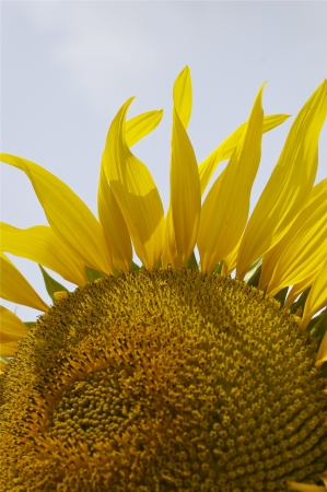 Sunflowerの写真素材