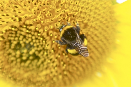 Sunflower and Beeの写真素材