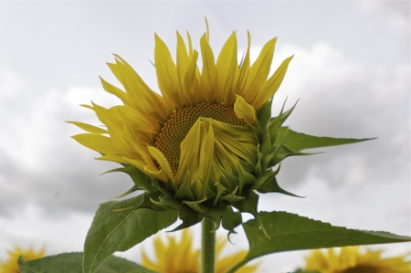 Sunflowerの写真素材