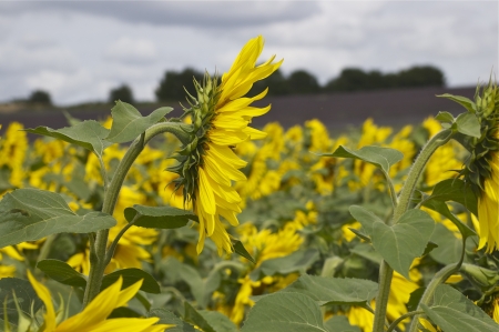 Sunflowersの写真素材