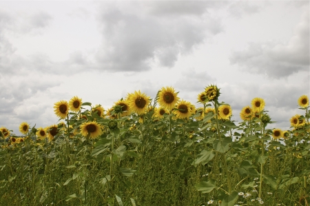 Sunflowersの写真素材