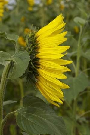 Sunflowerの写真素材