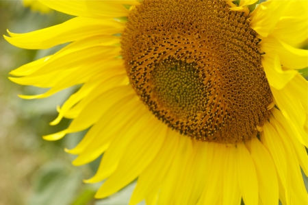 Sunflowerの写真素材