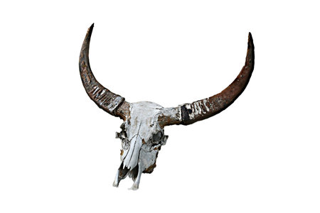 buffalo skull in original horn sheathの写真素材