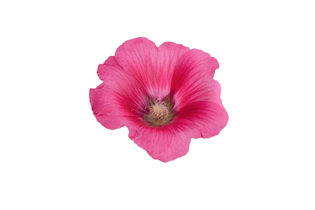 pink hollyhock isolated on whiteの写真素材