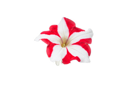 red and white morning glory flower isolated on white backgroundの写真素材