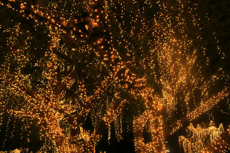 big tree with golden light bokeh effect