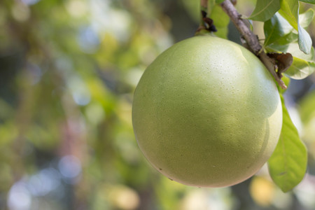 green calabash tree, wild Crescentiaの写真素材
