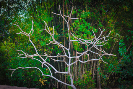 bare branches of plumeria treeの写真素材
