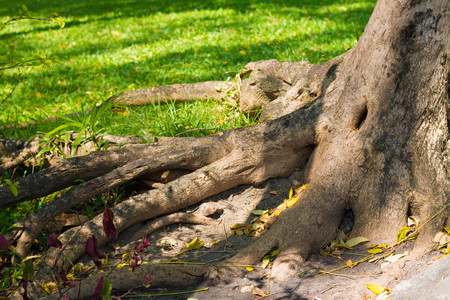 large tree roots above groundの写真素材