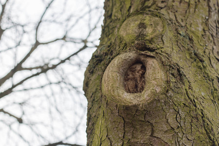 bark of a pine tree trunk textureの写真素材