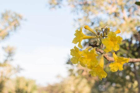 Silver trumpet tree, Tree of gold