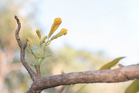Silver trumpet tree, Tree of goldの写真素材