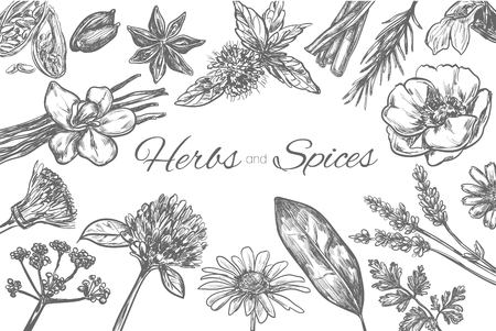 Herbs and Spices vector template. Frame in sketch style. Hand drawn illustrationのイラスト素材