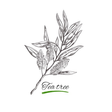 Tea tree. Vector hand drawn collection.Natural herbs and flowers. Beauty and Ayurveda. Organic cosmeticsのイラスト素材