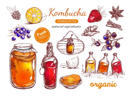 Kombucha homemade tea collection. Vector hand drawn illustration. Isolated objects on whiteのイラスト素材