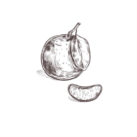 Orange. Vector collection in sketch style. Isolated objects. Natural herbs and flowers. Beauty and Ayurveda. Organic cosmeticsのイラスト素材