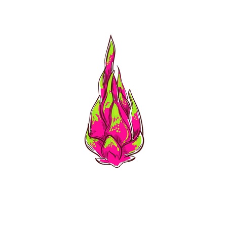 Dragon fruit. Vector hand drawn illustration. Cartoon styleのイラスト素材