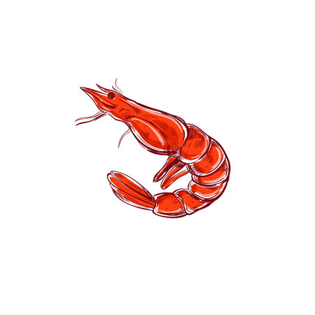 Shrimp. Vector illustration. Seafood sketch. Isolaed on whiteのイラスト素材