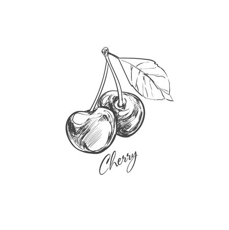 Cherry. Berries collection. Vector hand drawn illustration. Sketch styleのイラスト素材