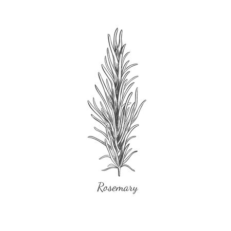 Rosemary on white background, Vector hand drawn illustration, Sketch style.のイラスト素材