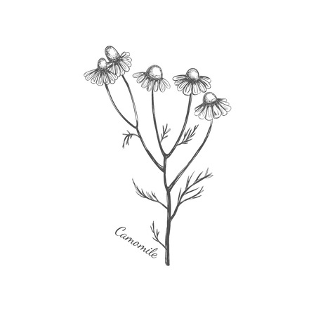 Camomile. Vector hand drawn illustration. Sketch styleのイラスト素材
