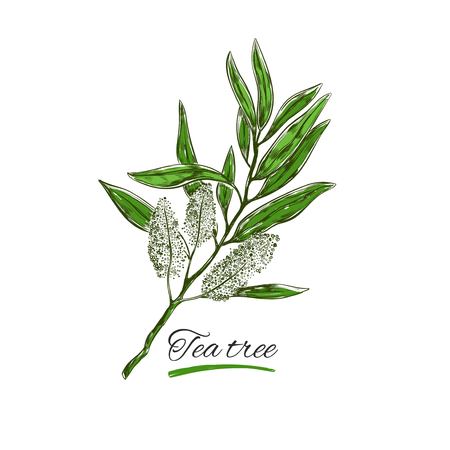 Tea tree illustration.のイラスト素材