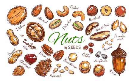 Nuts and seeds colorful collectionのイラスト素材