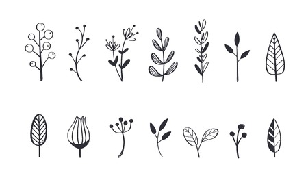 Herbal tea and floral doodle set. Vector hand drawn botanical illustration. Isolated objects on whiteのイラスト素材