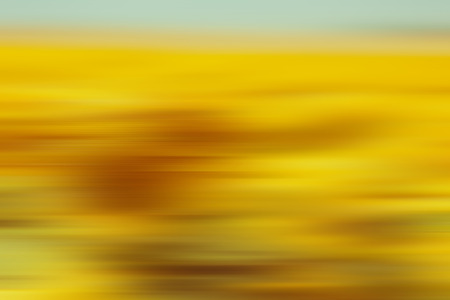 Sunflowers Field view. Filtered shot with a selective focusの写真素材